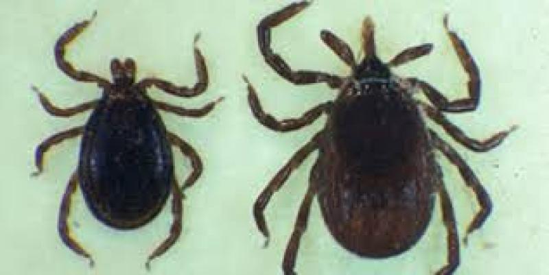 خرید سم کنه کش قوی با قیمت مناسب