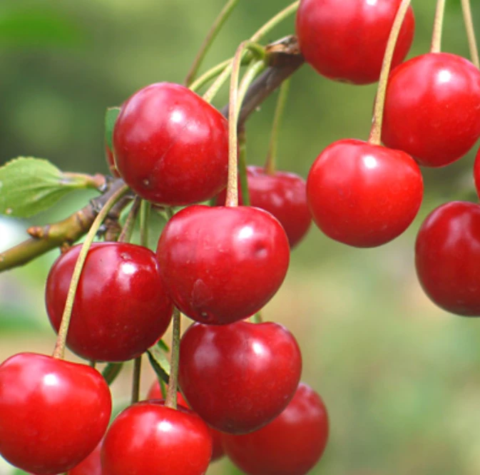 راهنمای کاشت درخت آلبالو در ایران