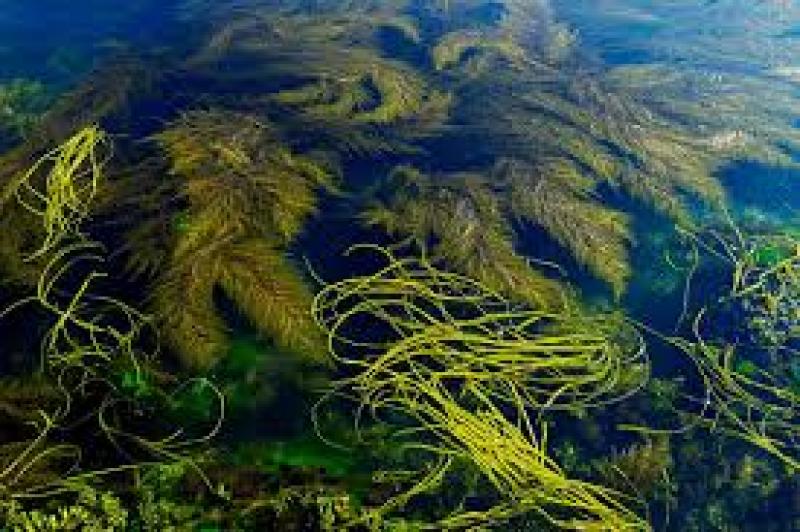 اهمیت اقتصادی و کاربردی جلبکهای دریایی