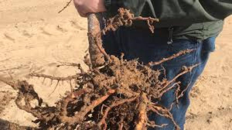 علائم نماتد پسته چیست؟ معرفی 6 راه از بین بردن نماتد پسته