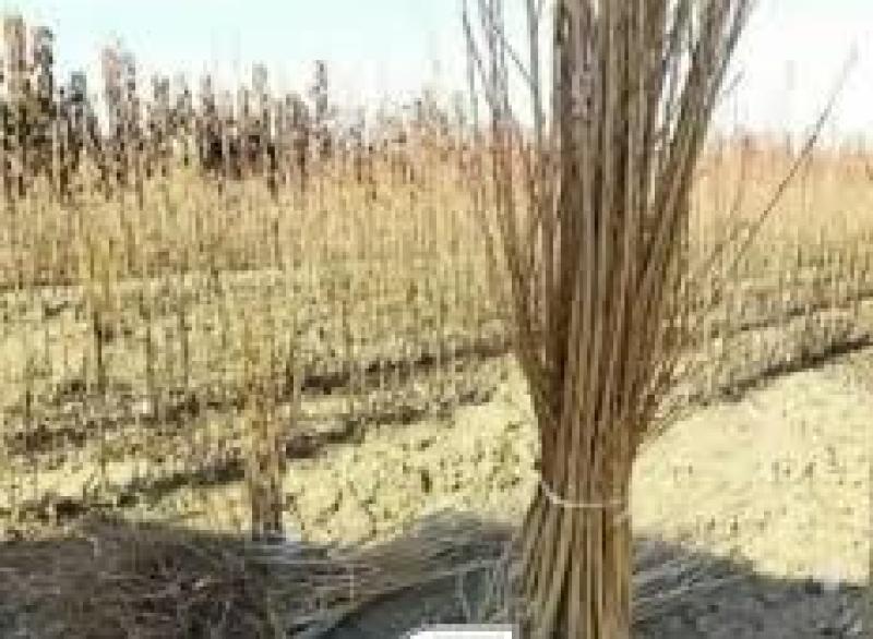 نهال گیلاس زرد دانشکده