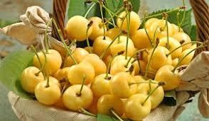 نهال گیلاس زرد دانشکده