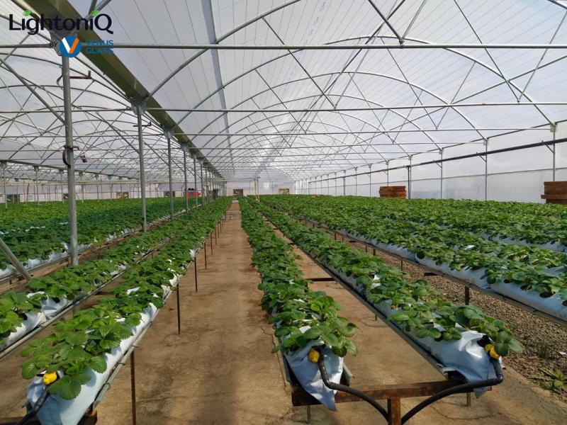 افزایش بهره‌وری گلخانه‌ها