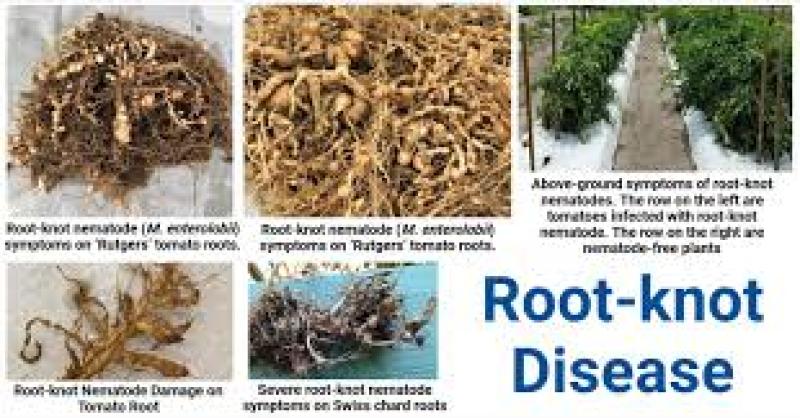 بهترین نماتدکش