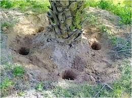 چگونگی اجرای روش کانال کود در باغ های با تراکم زیاد