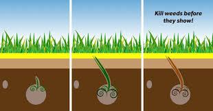 عوامل موثر بر جذب و انتقال علف کش در گیاه