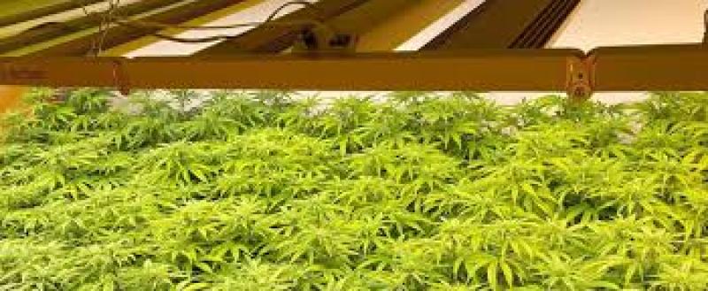 راهنمای خرید لامپ رشد گیاه