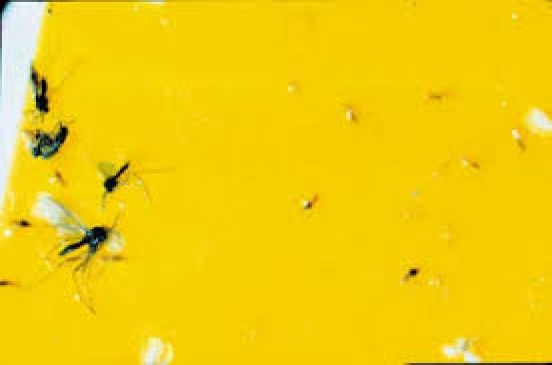 نحوه استفاده از چسب زرد حشرات