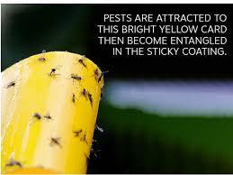 نحوه استفاده از چسب زرد حشرات
