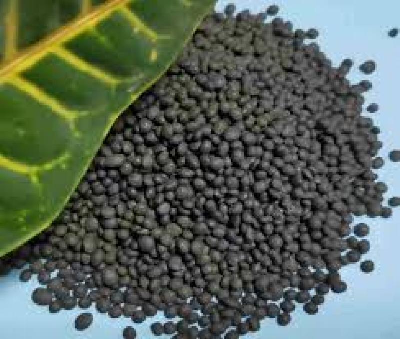 بهترین زمان مصرف کود فسفر بالا و بهترین روش استفاده از آن