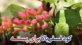 بهترین زمان مصرف کود فسفر بالا و بهترین روش استفاده از آن