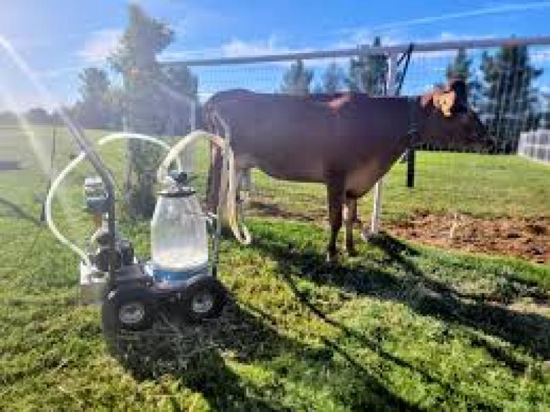 شیردوش اتوماتیک گاو