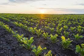 راهنمای کشت چغندر قند