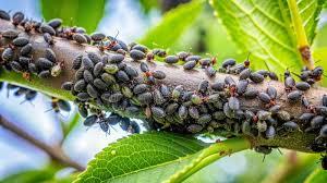 کنترل آفات درختان میوه