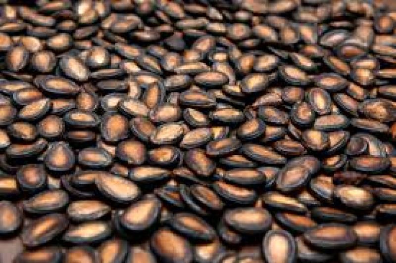 جوانه زنی بذر هندوانه