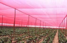 مهم‌ترین کاربرد توری‌های گلخانه ضد حشره