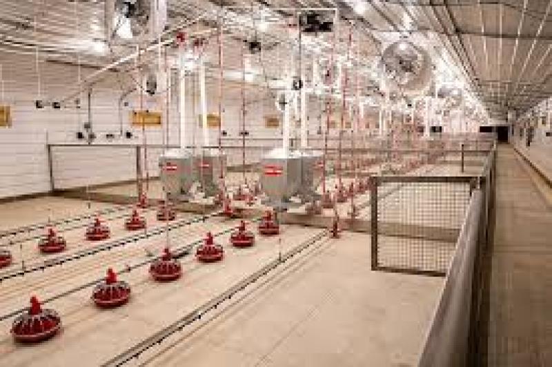 هوشمند سازی مرغداری