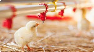 انواع سیستم آبخوری سالن مرغ گوشتی