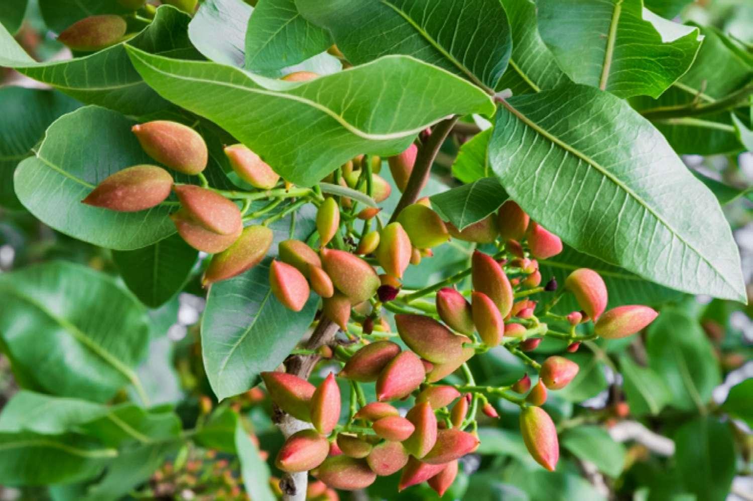 آیا نماتد برای درختان پسته مشکل ساز است ؟ آیا نماتد برای درختان پسته مشکل ساز است ؟