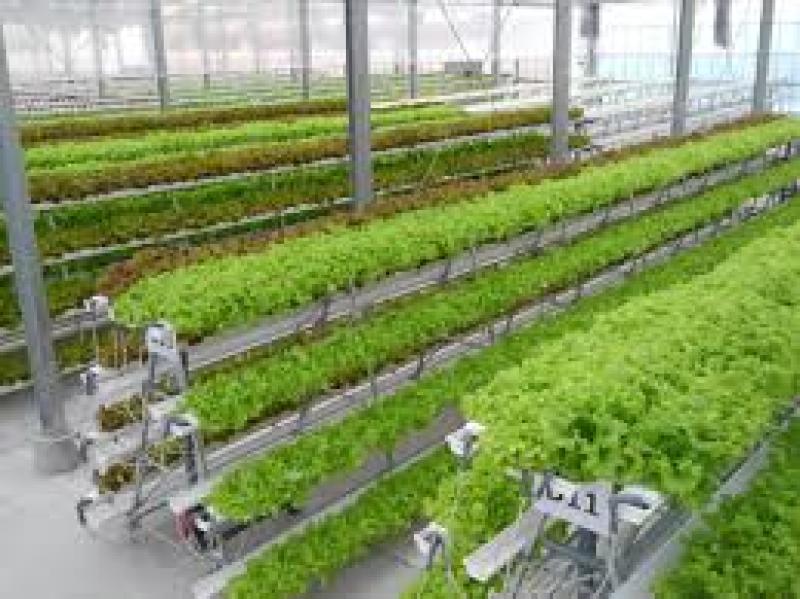 مروری اجمالی بر معایب و مزایای کشت بدون خاک