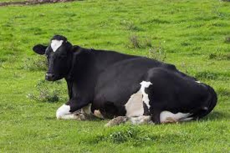 نگرشی بر بیماری کتوز در گاوهای شیری