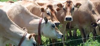 نگرشی بر بیماری کتوز در گاوهای شیری