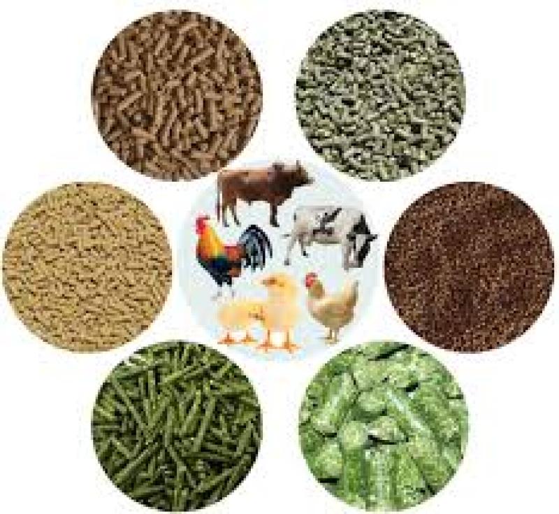 انواع خوراک دام و تفاوت‌های آن‌ها