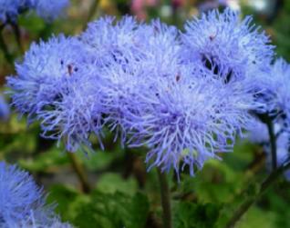 مشخصات، قیمت و خرید بذر گل ابری آبی پاکوتاه