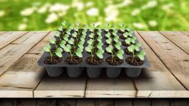 نکات مهم هنگام خرید سینی نشا برنج با کیفیت