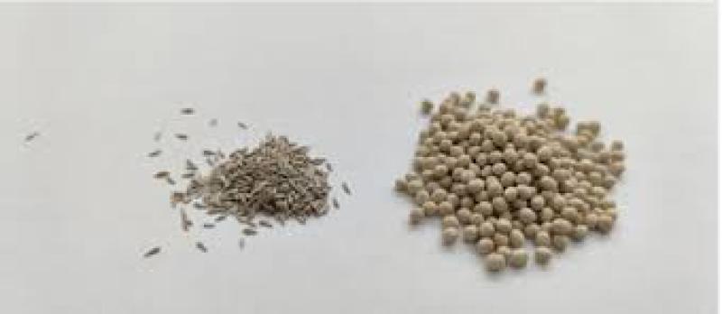 چگونگی کاشت  کاهو