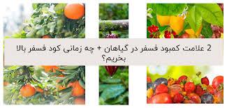 6 نوع کود فسفر بالا