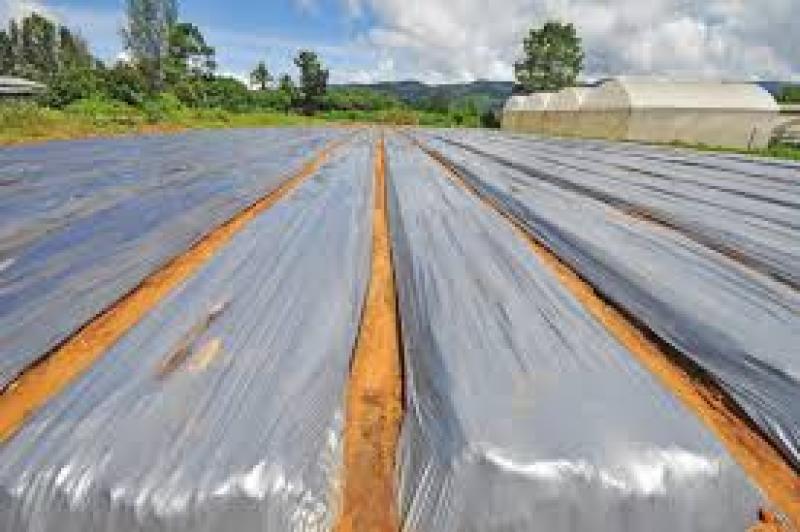 نایلون مالچ پلاستیکی سیاه چیست و چه مزایایی دارد؟