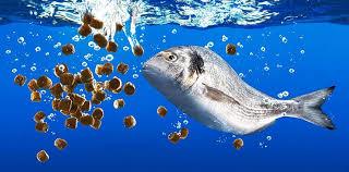 روند تولید خوراک آبزیان