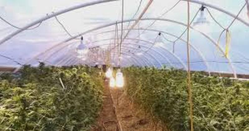 20 مدل از بهترین لامپ رشد گیاه در بازار (آذر 1404)