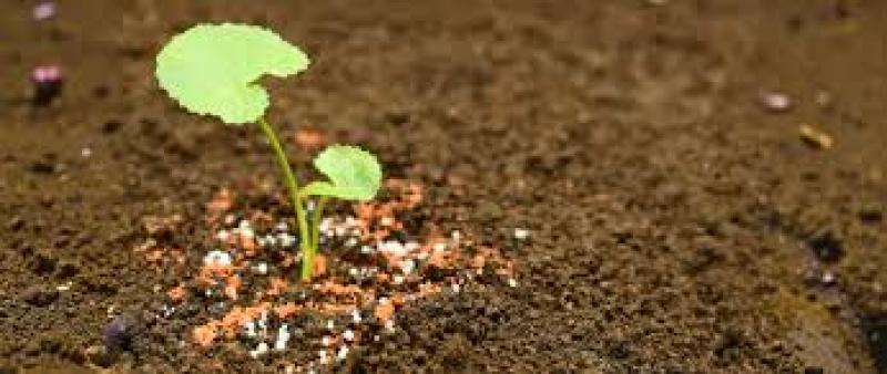 کود پتاس، کاربردها و زمان مصرف