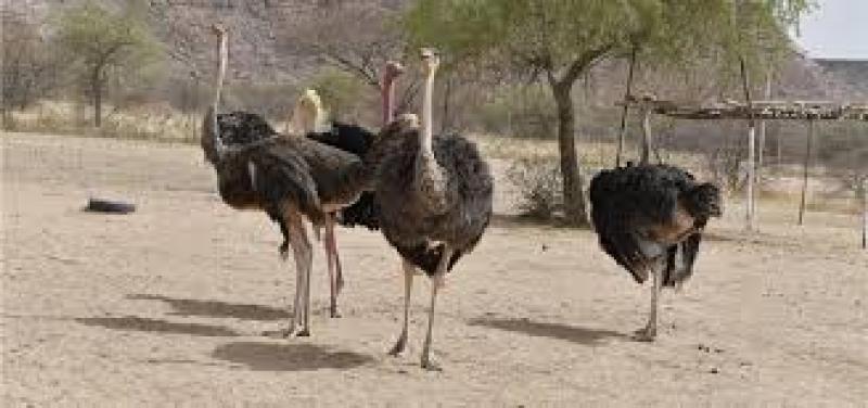 خصوصیات و عوارض بیماری نیوکاسل در شتر مرغ