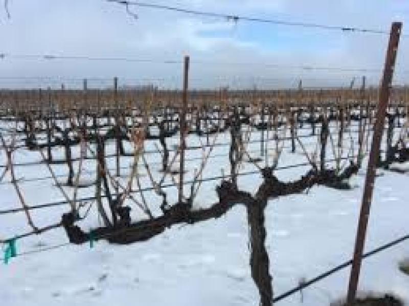 باغداران و عملیات در فصل پائیز