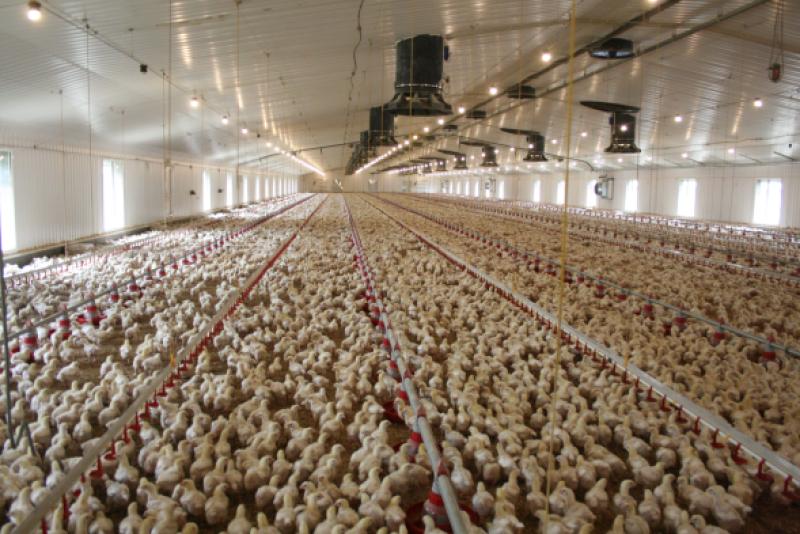 اصول تهویه در مرغداری