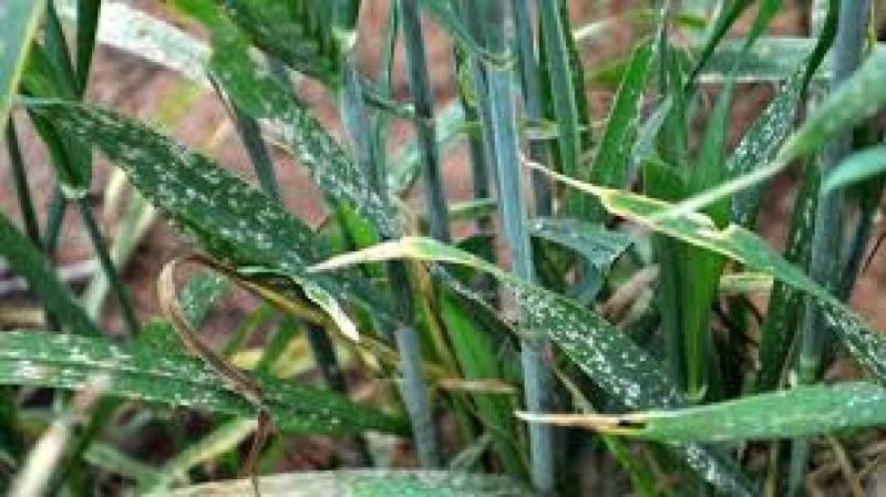 آفات و بیماری های گندم