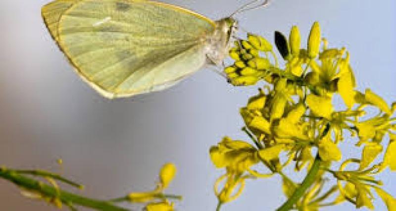 آشنایی بیشتر با فرمون های جنسی حشرات