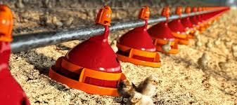 انواع دانخوری  سالنهای مرغداری