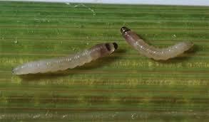 کرم ساقه خوار برنج