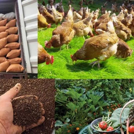 کود مرغی راهکاری طبیعی برای کشاورزی پایدار