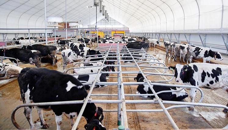 معرفی تجهیزات گاوداری