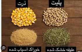 بهترین خوراک دام چیست؟