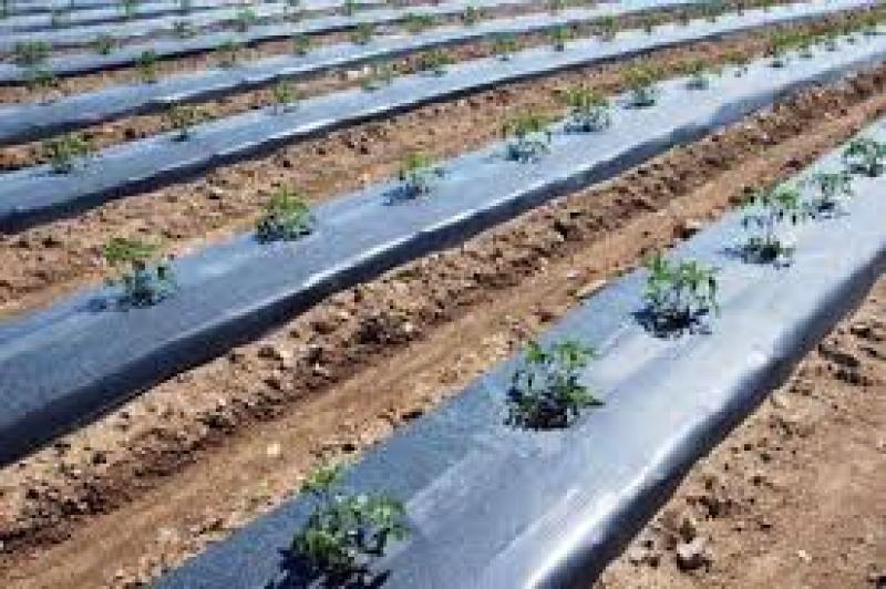 راهنمای آشنایی با انواع مالچ طبیعی و پلاستیکی (کاربرها، مزایا)