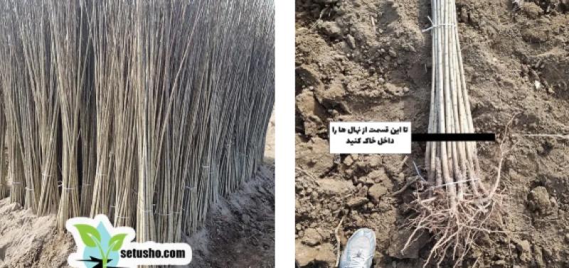 احداث باغ صنوبر | جنگل کاری با درخت صنوبر باغداری صنوبر