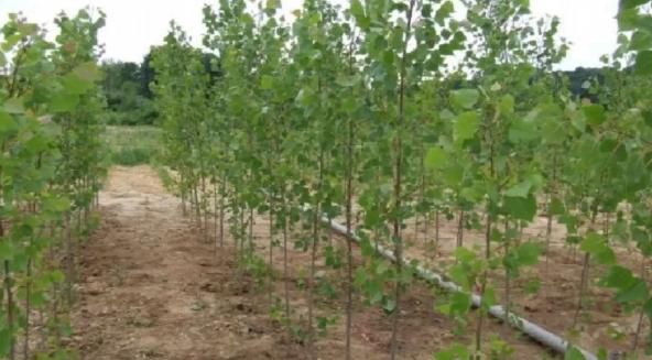 احداث باغ صنوبر | جنگل کاری با درخت صنوبر باغداری صنوبر