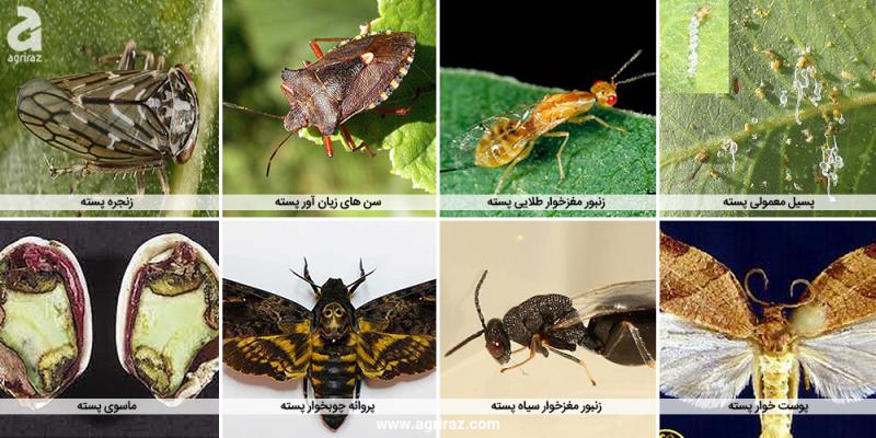 آفات پسته در ایران