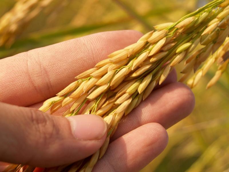 شاخص های کشاورزی پایدار